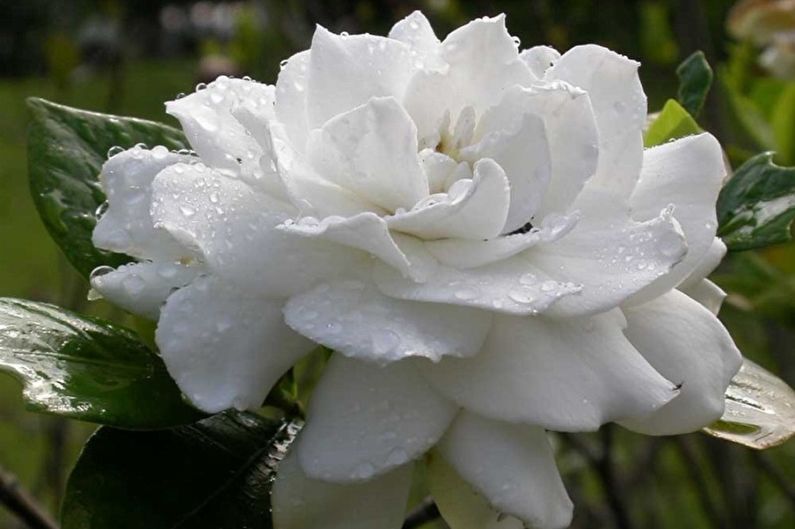 Gardenia - fotografia