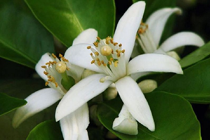 Gardenia - fotografia