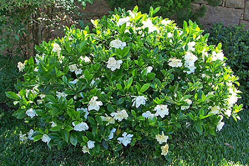 Gardenia - fotografia