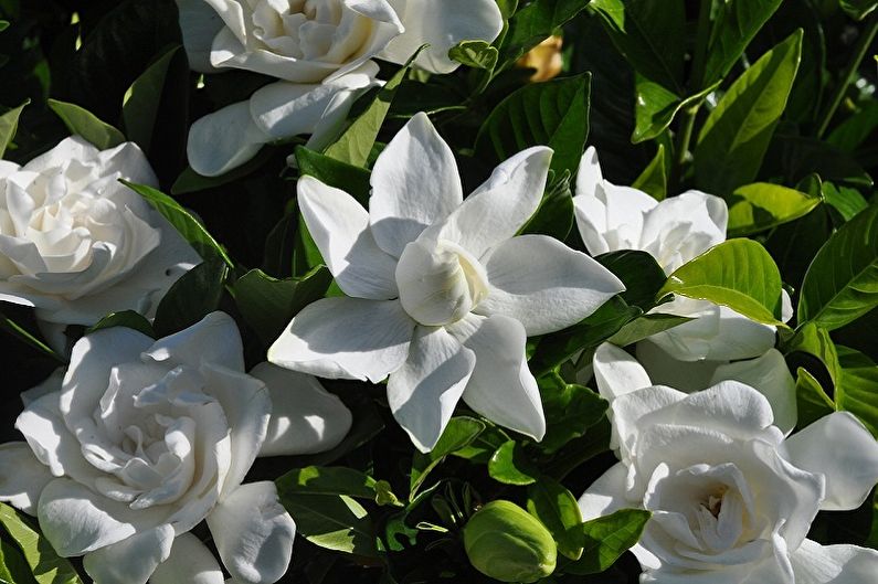 Gardenia - fotografia