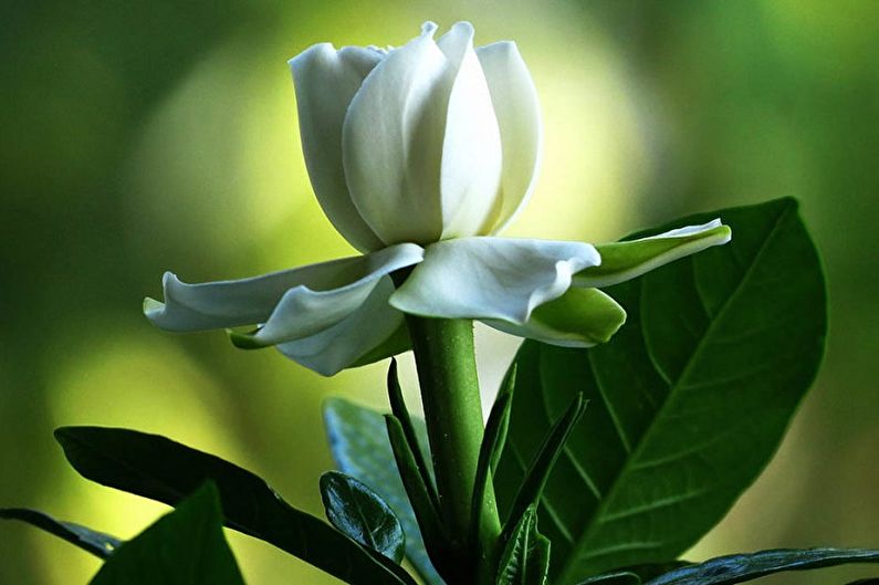 Gardenia - fotografia