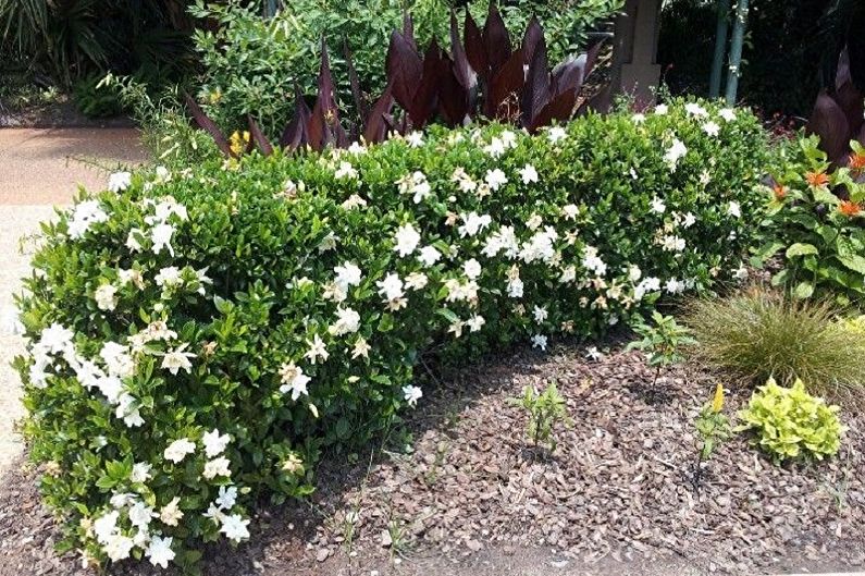 Gardenia - fotografia