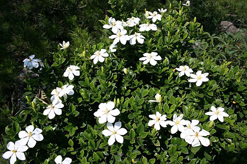 Gardenia - fotografia