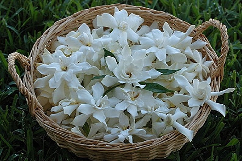 Gardenia - fotografia