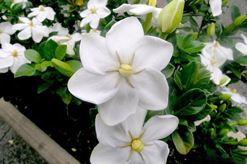 Gardenia - fotografia