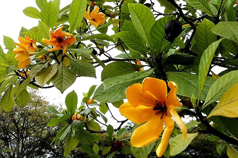 Gardenia - fotografia