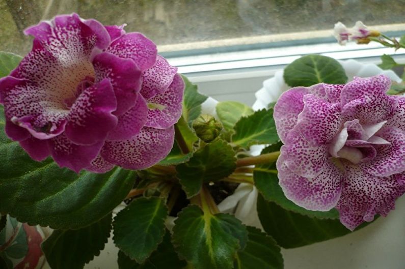 Gloxinia je krásna