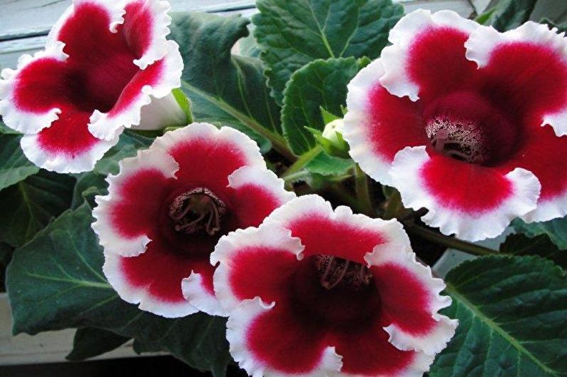 Gloxinia è bellissima