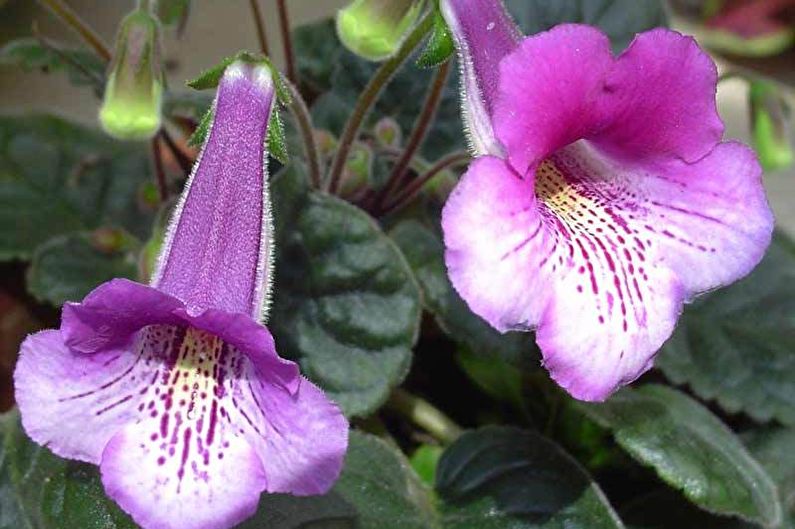 Gloxinia Royal