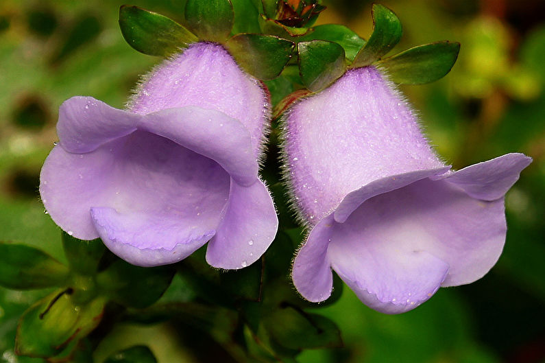 Hoàng gia Gloxinia