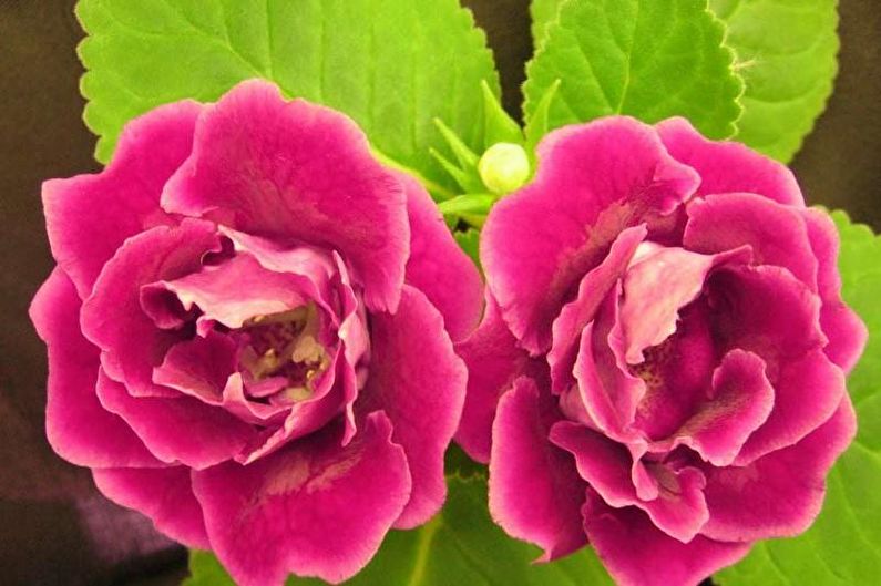 Gloxinia - الأنواع