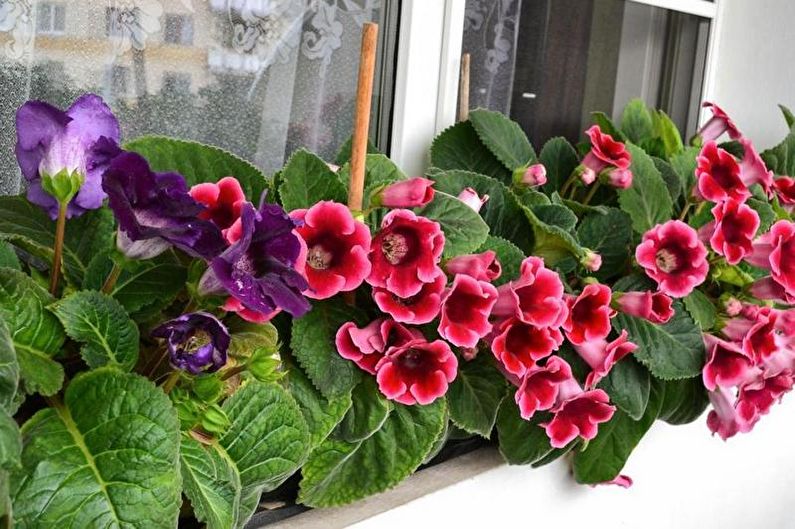 Gloxinia - apgaismojums