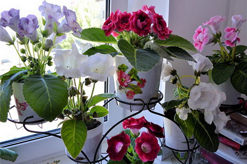 Gloxinia - Verlichting