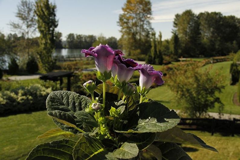 Gloxinia - Temperatura