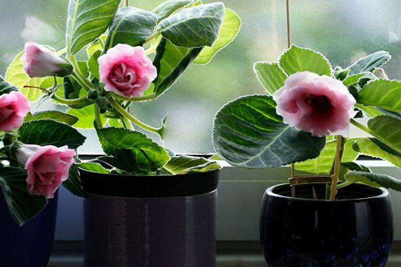 Gloxinia - Vlhkosť