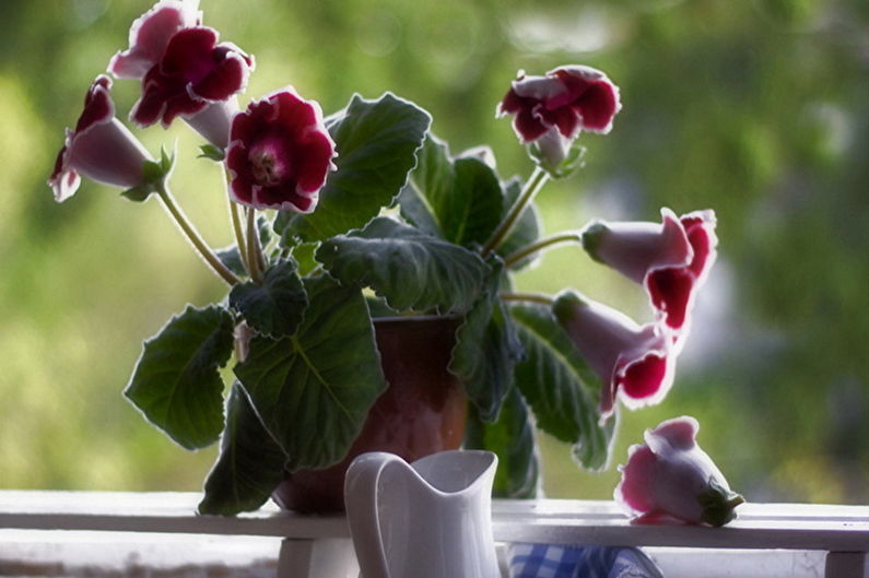 Gloxinia - Fuktighet