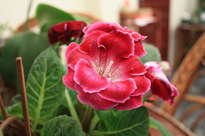 Gloxinia - Water geven