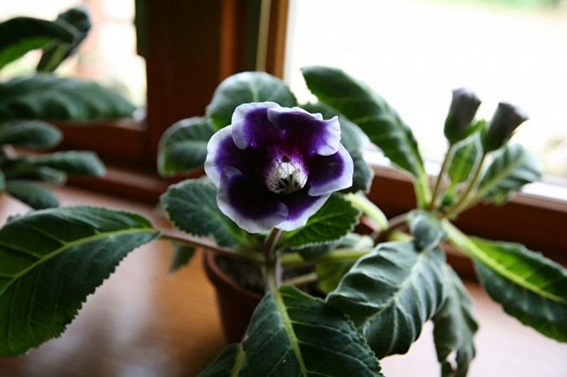 Gloxinia - zalévání