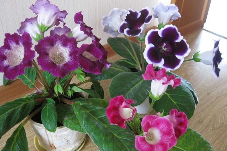 Gloxinia - Düngemittel und Top Dressing