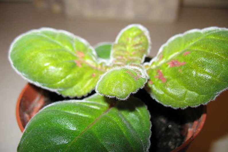 Gloxinia - Pests and Diseases