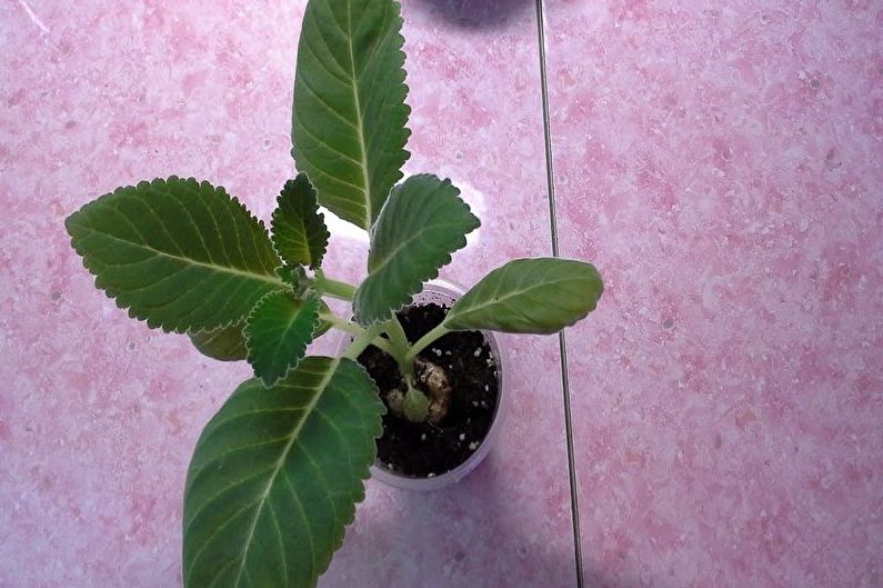 Wie man Gloxinia transplantiert