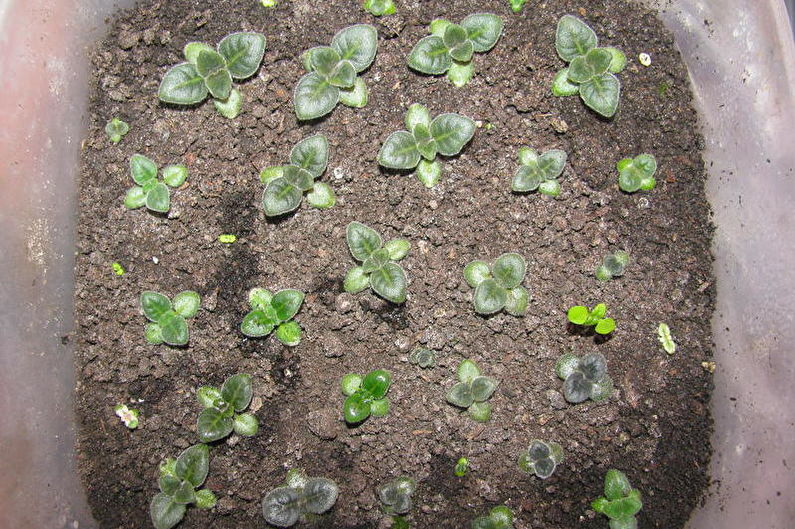 Gloxinia - Propagation by Seeds