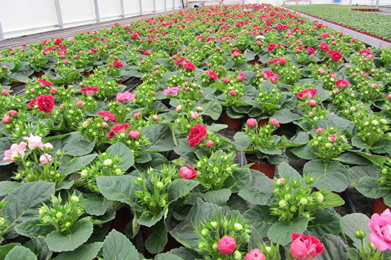 Gloxinia - การขยายพันธุ์โดยเมล็ด