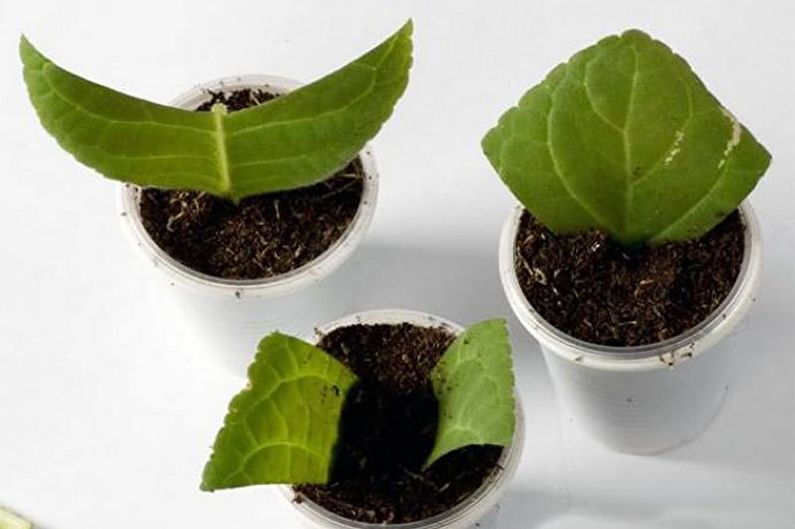 Gloxinia - Propagazione per talea