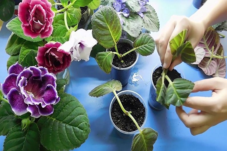 Gloxinia - Propagació per esqueixos