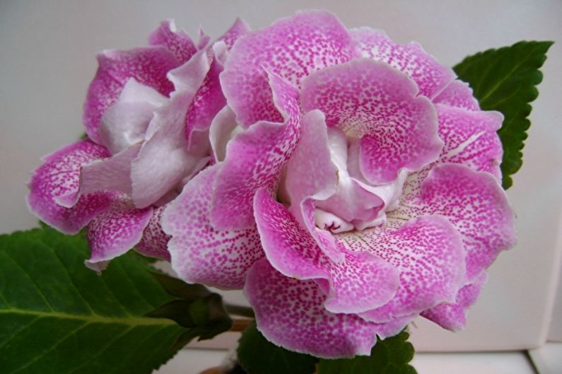 Gloxinia - ภาพถ่าย