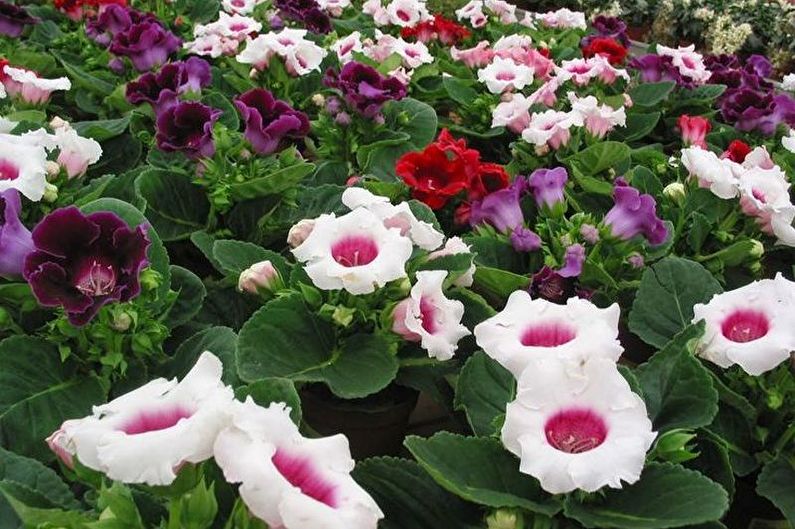 Gloxinia - larawan