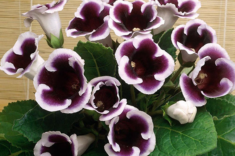 Gloxinia - foto