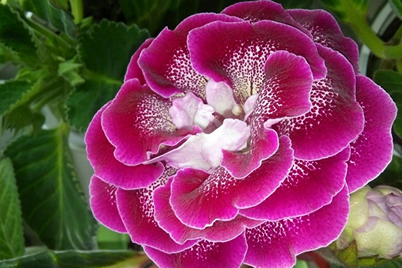 Gloxinia - photo