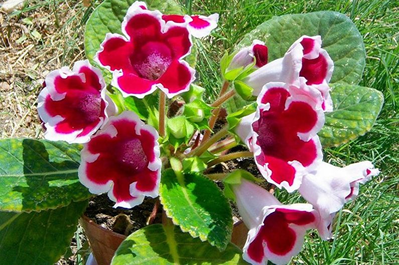 Gloxinia - ảnh