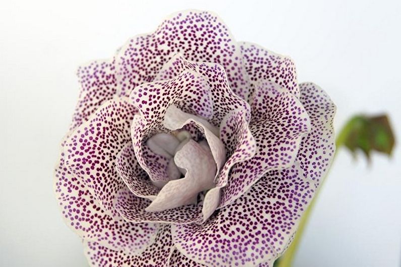 Gloxinia - fotografie