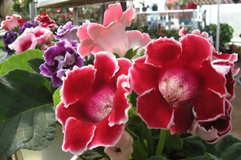 Gloxinia - larawan