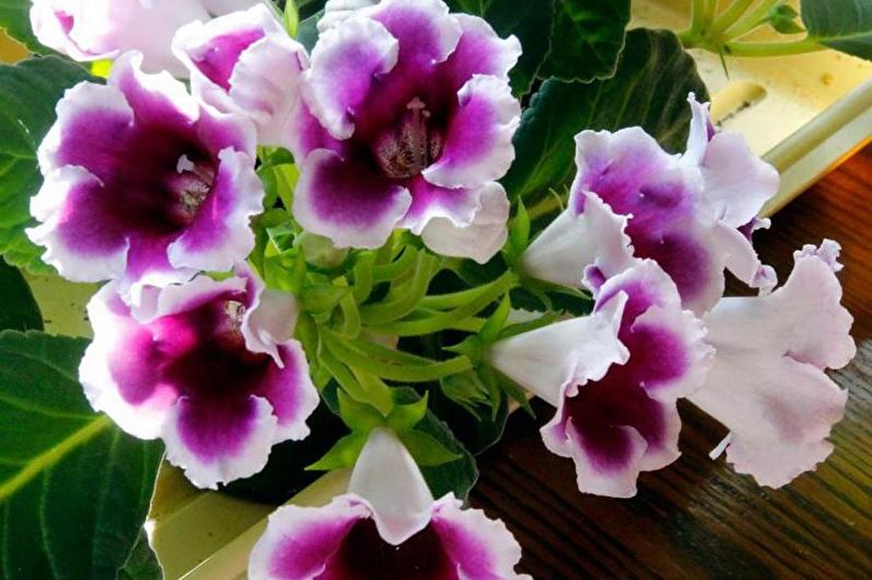 Gloxinia - fénykép