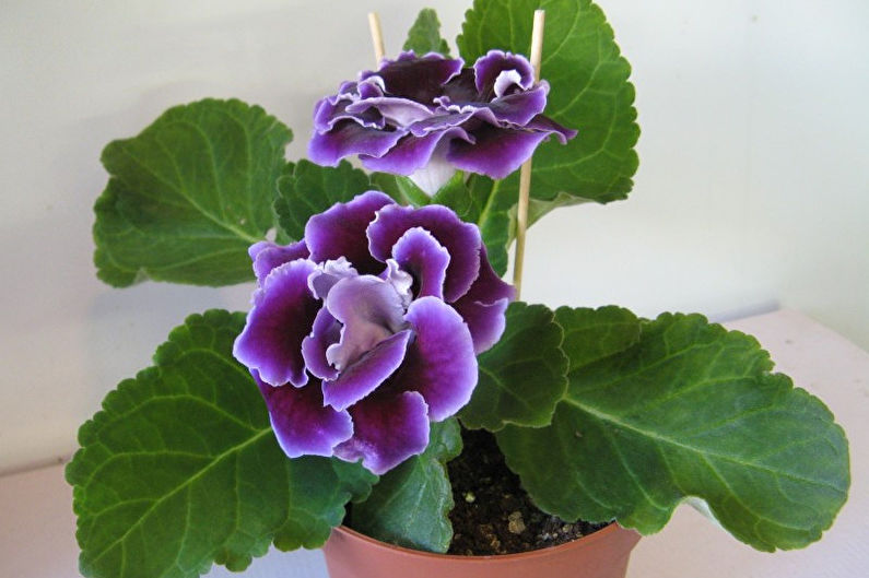 Gloxinia - fotografia