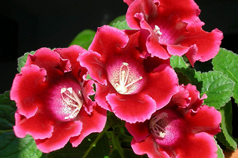 Gloxinia - ภาพถ่าย