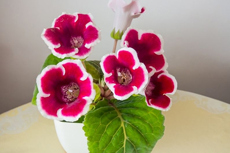 Gloxinia - fotografie