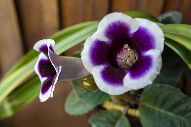 Gloxinia - fénykép