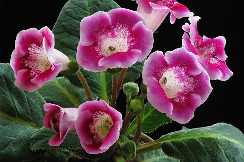 Gloxinia - الصورة