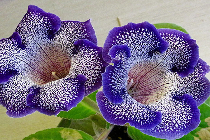 Gloxinia - الصورة