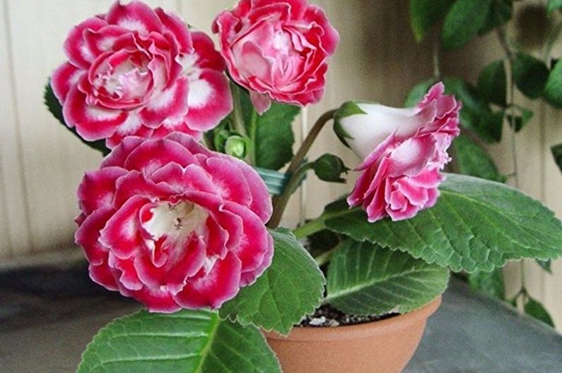 Gloxinia - nuotrauka