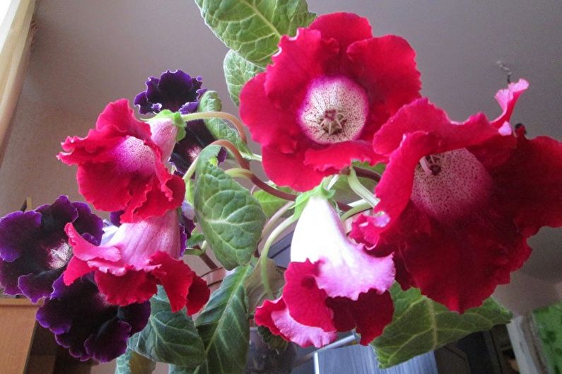 Gloxinia - fotografija