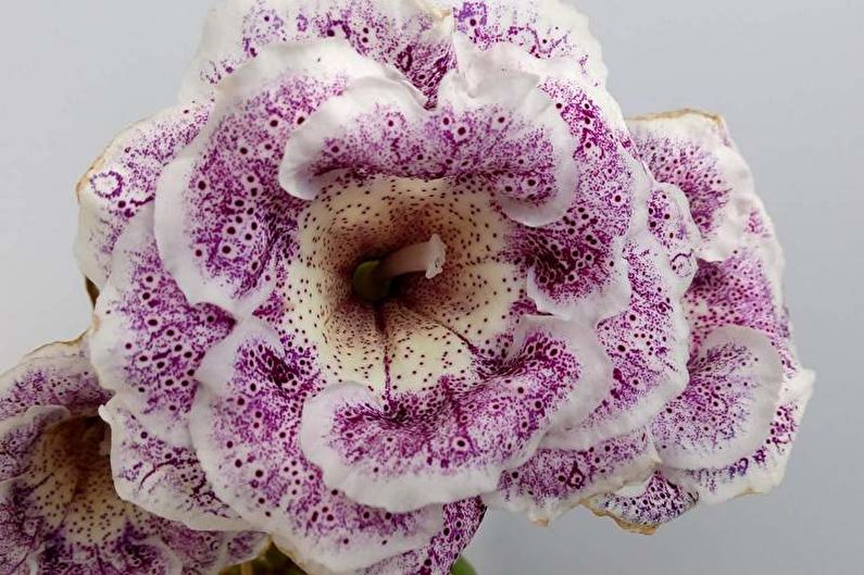 Gloxinia - nuotrauka