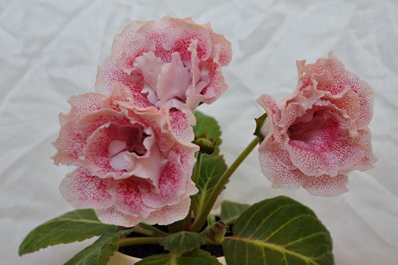 Gloxinia - larawan