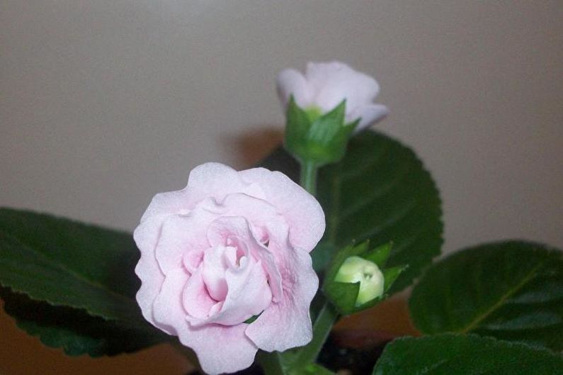 Gloxinia - ภาพถ่าย