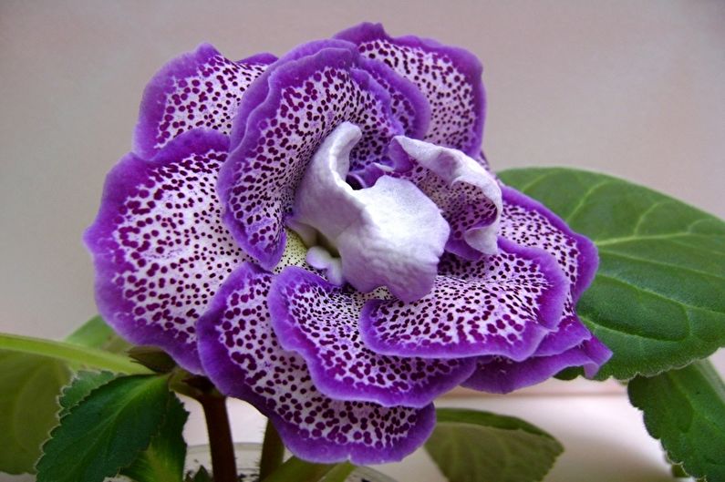 Gloxinia - الصورة