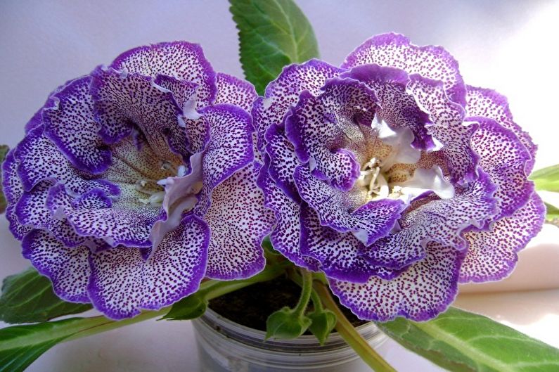 Gloxinia - photo